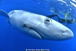 Firts plane of the eye of blue shark by Francisco Javier Safont Moix 